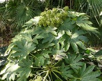 Japanese Fatsia, Japanese Aralia, Glossy-Leaved Paperplant, Fatsia japonica, Aralia japonica, A. sieboldii